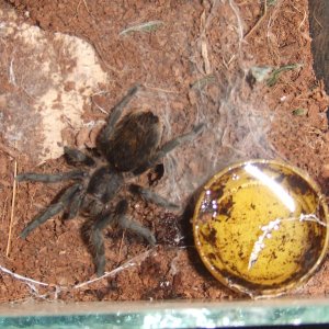 Plesiopelma longisternale - Toba