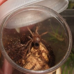 Brachypelma albiceps - Cholula