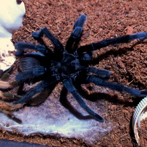 aphonopelma moderatum