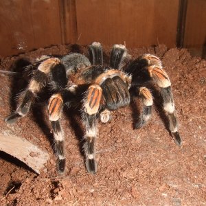 Brachypelma hamorii -Inca