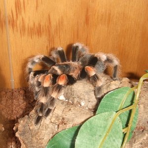 Brachypelma hamorii - Pico