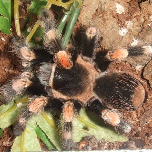 Brachypelma hamorii - Popo