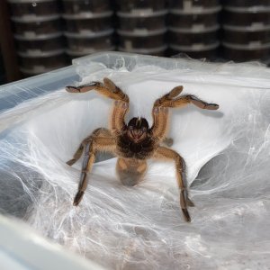 Harpactira pulchripes mom guarding her hammock sac