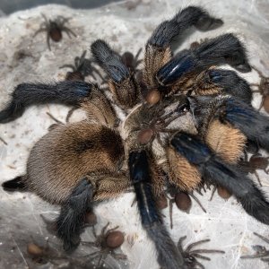 Monocentropus balfouri mom and slings