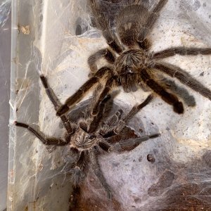 Harpactira namaquensis pair