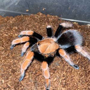 Aphonopelma bicoloratum