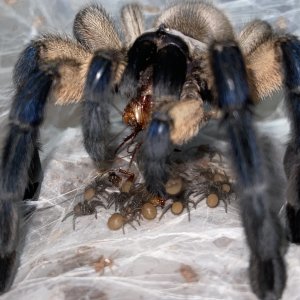 Monocentropus balfouri feeding her slings