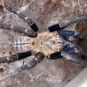 Haplopelma robustom female