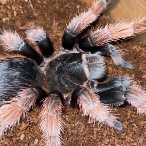 Brachypelma klaasi female. 1 out of 20 female. One of my favorite sp