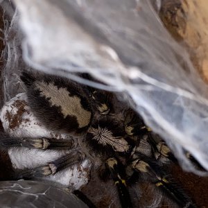 Poecilotheria metallica with sac