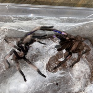 Chilobrachys sp electric blue pair