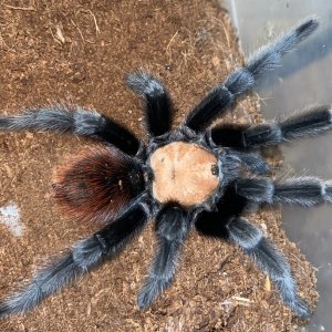 Brachypelma albiceps mature male