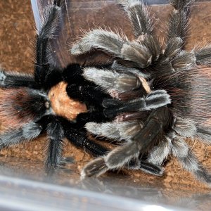 Brachypelma albiceps pair