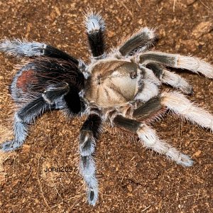 Aphonopelma  diamondback adult female