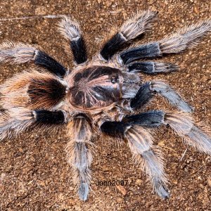 Bonnetina chamela adult female