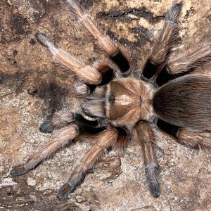 Aphonopelma chalcodes AF