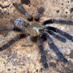 Phormingochilus everetti female