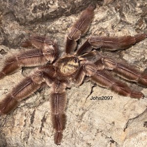 Psalmopoeus ecclesiasticus mature  male