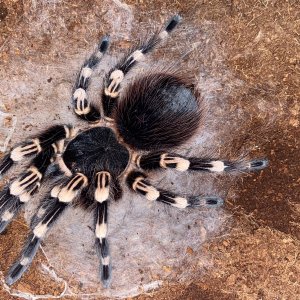 Acanthoscurria geniculata Adult female