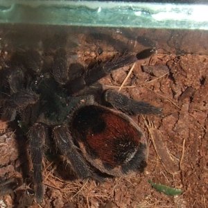 Neostenotarsus sp. Suriname (F) - Moengo