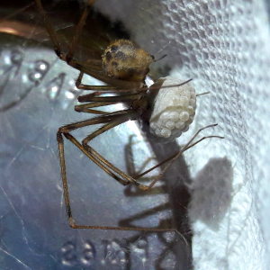 Artema atlanta 'Giant pholcid' eggsac