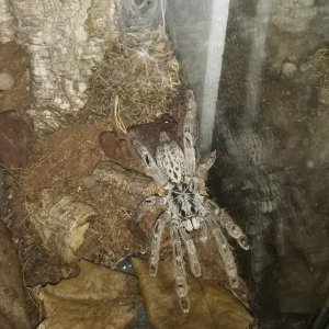 H maculata out