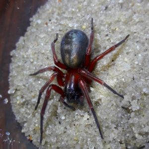 Callobius severus