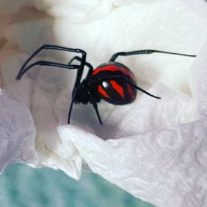 Latrodectus mactans