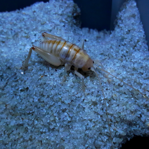 Rhachocnemis validus 'Coast Sand-Treader'