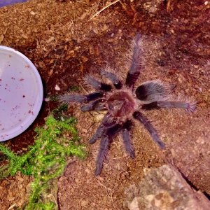 T. albopilosum (Ometepe Island Blue Femur)