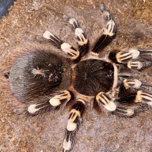 A geniculata with mama