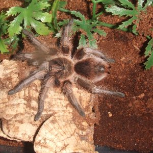 Phormictopus atrichomatus - Amapa