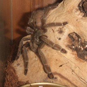 Psalmopoeus cambridgei - Lere