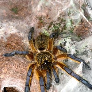 Harpactira pulchripes