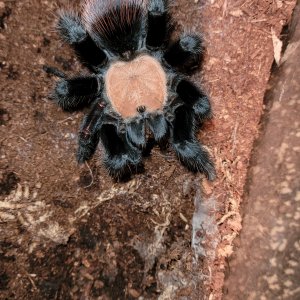 Juvie Male B. albiceps  "Azazel"