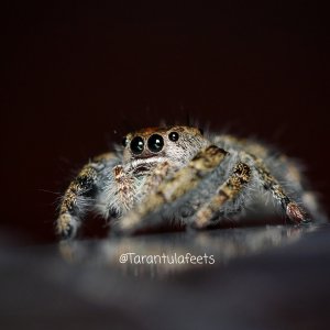 Found this guy in a pot of food