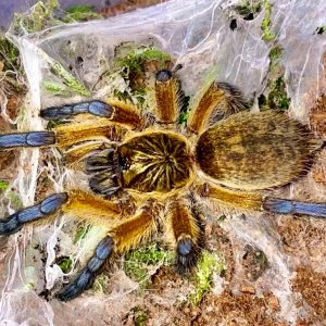 H. pulchripes