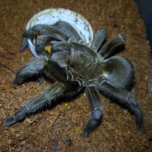 Aphonopelma steindachneri