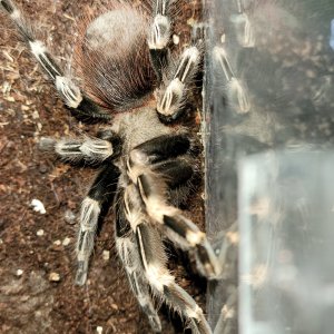AF N. chromatus--Bellatrix