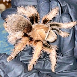 Aphonopelma chalcodes