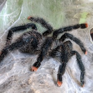 Avicularia avicularia morphotype 6