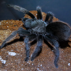 Aphonopelma johnnycashi AF