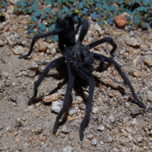 Aphonopelma joshua