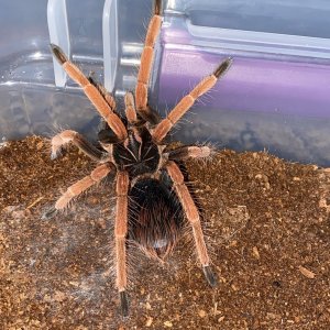 Pamphobeteus sp Solaris