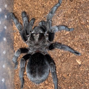 Grammostola pulchra