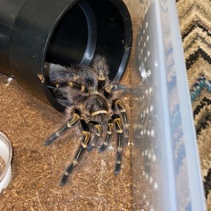 Grammostola pulchripes