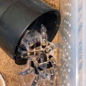 Grammostola pulchripes