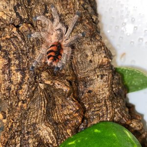 Avicularia minatrix