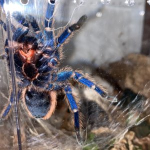 Chromatopelma cyaneopubescens