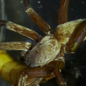 Titiotus gertschi adult female